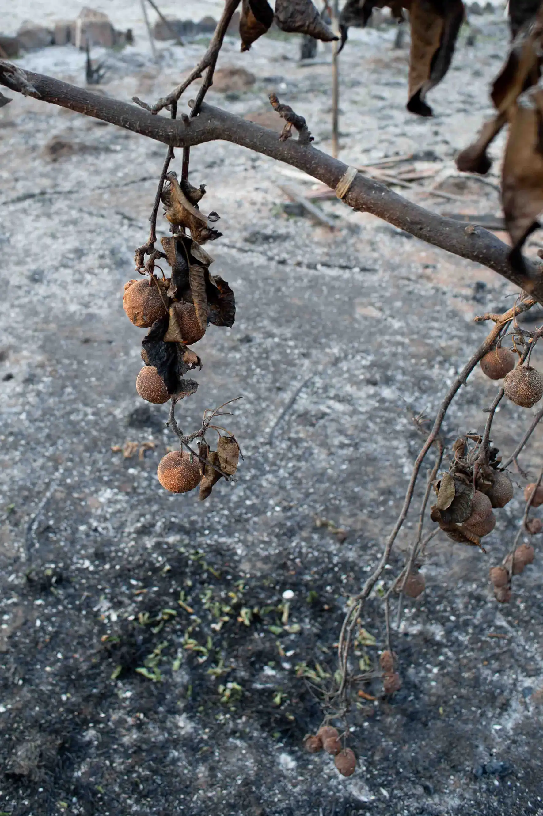 Le fruit du feu le fruit du feu/photos/03.webp